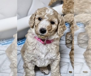Goldendoodle Puppy for sale in COLLINSVILLE, IL, USA