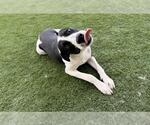 BIG MAC - Male American Pit Bull Terrier-Unknown Mix Dog for Adoption - Small photo