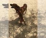 Small Photo #70 Rhodesian Ridgeback Puppy For Sale in MORONGO VALLEY, CA, USA
