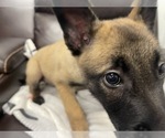 Small Photo #39 Belgian Malinois Puppy For Sale in REESEVILLE, WI, USA