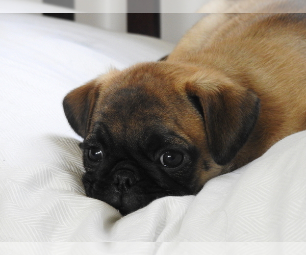 Medium Photo #3 Pug Puppy For Sale in FALL CREEK, WI, USA