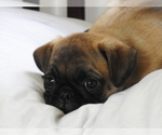 Small #2 Pug