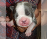 Puppy 3 Boston Terrier