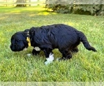Small Photo #6 Portuguese Water Dog Puppy For Sale in RIGBY, ID, USA