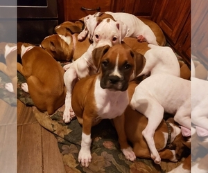 Boxer Puppy for sale in HIGHLAND LAKES, NJ, USA