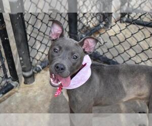 Mutt Dogs for adoption in Tulsa, OK, USA