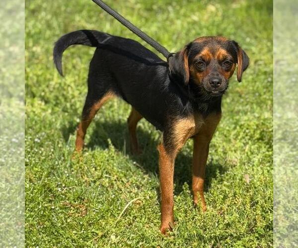 Medium Photo #4 Beagle-Chihuahua Mix Puppy For Sale in Yardley, PA, USA