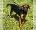 Small #3 Beagle-Chihuahua Mix