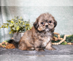 Small #1 Shih Tzu