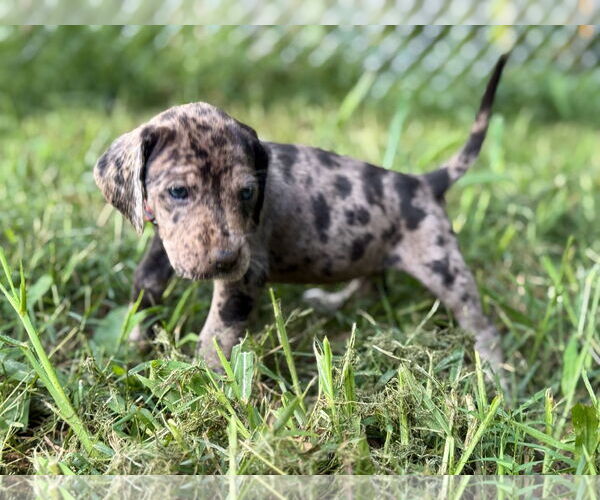 Medium Photo #2 Great Dane-Redbone Coonhound Mix Puppy For Sale in Forest, VA, USA