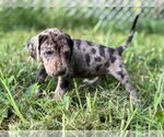 Small #1 Great Dane-Redbone Coonhound Mix