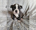 Puppy 3 Boston Terrier