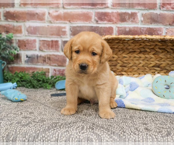 Medium Photo #8 Labrador Retriever Puppy For Sale in SYRACUSE, IN, USA