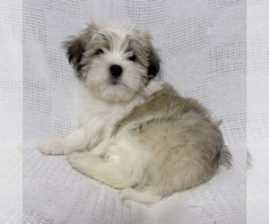 Shih Tzu Puppy for sale in NAPLES, FL, USA