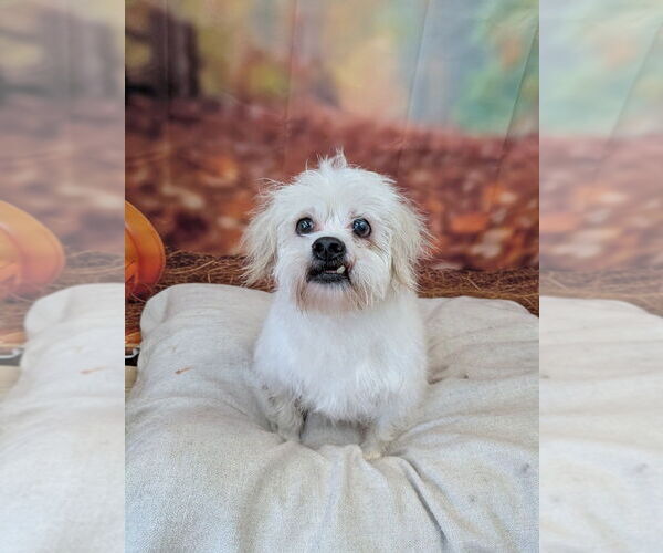 Medium Photo #3 Mutt Puppy For Sale in Vail, AZ, USA