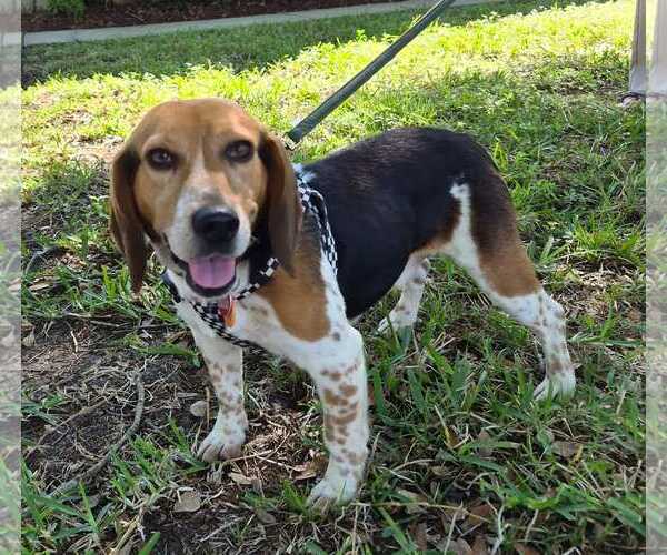Medium Photo #1 Beagle Puppy For Sale in Dunnellon, FL, USA
