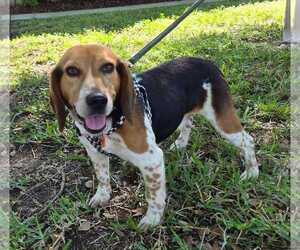 Beagle Dogs for adoption in Dunnellon, FL, USA