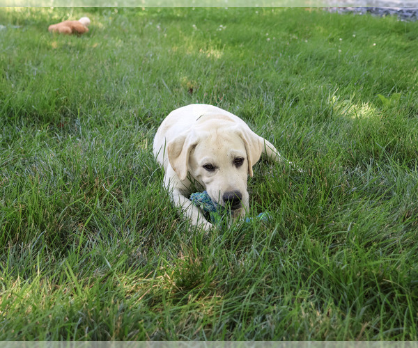Medium Photo #6 Labrador Retriever Puppy For Sale in SYRACUSE, IN, USA