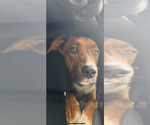 Small #4 Australian Shepherd Mix