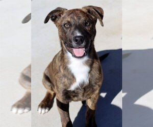 Labrador Retriever-Rat Terrier Mix Dogs for adoption in Green Forest, AR, USA