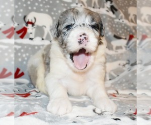 Sheepadoodle Dog for Adoption in ASPERMONT, Texas USA