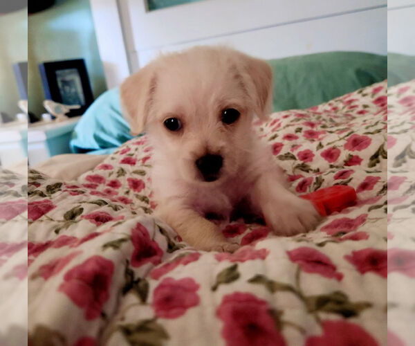 Medium Photo #3 Mutt Puppy For Sale in San Bernardino , CA, USA