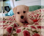 Small #2 Mutt