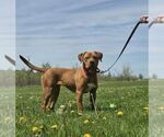 Small #1 American Pit Bull Terrier Mix