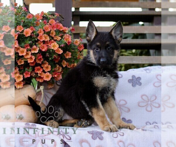 Medium Photo #1 German Shepherd Dog Puppy For Sale in LANCASTER, PA, USA