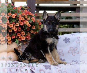 German Shepherd Dog Puppy for sale in LANCASTER, PA, USA