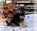 Captain - Male German Shepherd Dog Puppy for Sale - Small photo