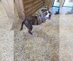 Small Photo #6 Boxer-Unknown Mix Puppy For Sale in Magnolia Springs, AL, USA