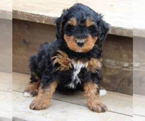 Bernedoodle-Poodle (Miniature) Mix Puppy for sale in STANLEY, WI, USA