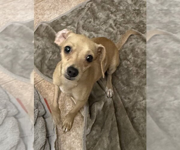 Medium Photo #2 Dachshund-Unknown Mix Puppy For Sale in Osgood, IN, USA