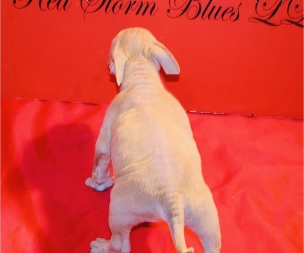 Medium Photo #13 American Bully Puppy For Sale in TRENTON, NJ, USA