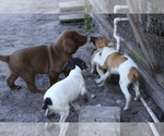 Small Photo #4 Rat Terrier Puppy For Sale in TAMPA, FL, USA