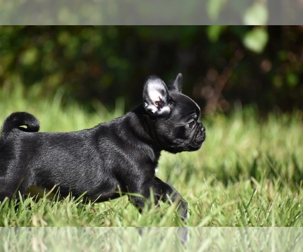 Medium Photo #7 Pug Puppy For Sale in PALM COAST, FL, USA