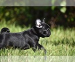 Scooby - Male Pug Puppy for Sale - Photo #7