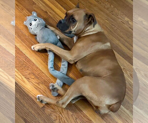 Medium Photo #3 Boxer Puppy For Sale in Austin, TX, USA