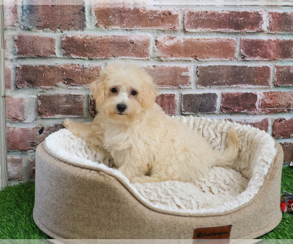 Medium Photo #7 Poodle (Toy)-West Highland White Terrier Mix Puppy For Sale in SYRACUSE, IN, USA