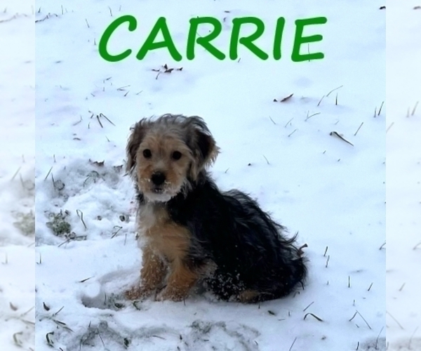Medium Photo #2 YorkiePoo Puppy For Sale in HARTLAND, MN, USA