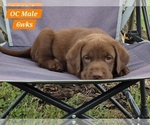 Small Photo #55 Labrador Retriever Puppy For Sale in EDGEWOOD, TX, USA