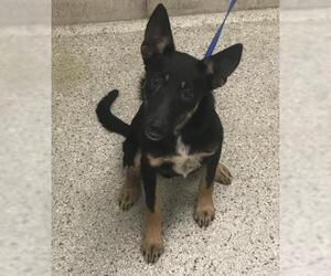 Labrador Retriever Dogs for adoption in Conroe, TX, USA