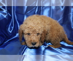 Small Photo #3 Goldendoodle (Miniature) Puppy For Sale in BLOOMINGTON, IN, USA