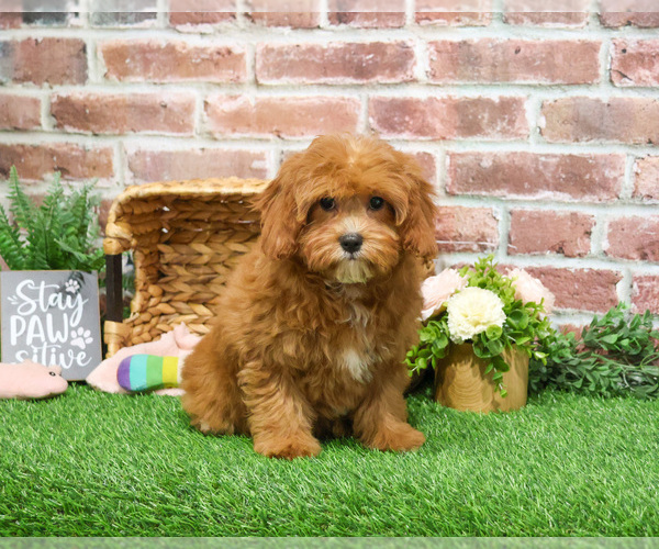 Medium Photo #12 Cavapoo (Miniature) Puppy For Sale in SYRACUSE, IN, USA