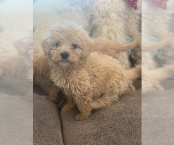 Medium Photo #7 Australian Labradoodle Puppy For Sale in FLORENCE, AL, USA