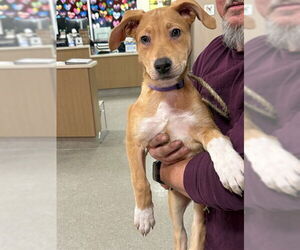 Black Mouth Cur-Unknown Mix Dogs for adoption in Louisville, KY, USA