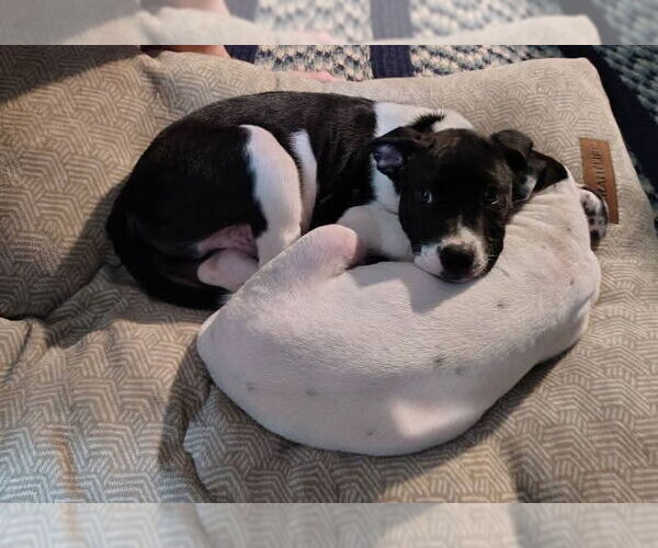 Medium Photo #2 American Pit Bull Terrier-Unknown Mix Puppy For Sale in New London, WI, USA