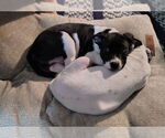 Small #1 American Pit Bull Terrier Mix