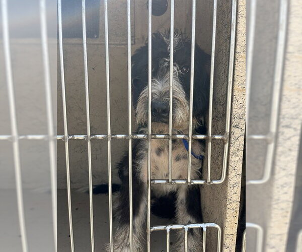 Medium Photo #1 Poodle (Standard)-Unknown Mix Puppy For Sale in Oklahoma City, OK, USA